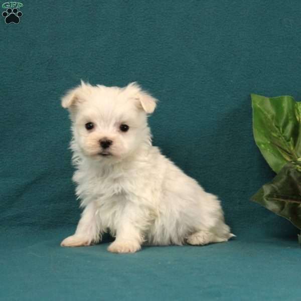 Amedius, Maltese Puppy